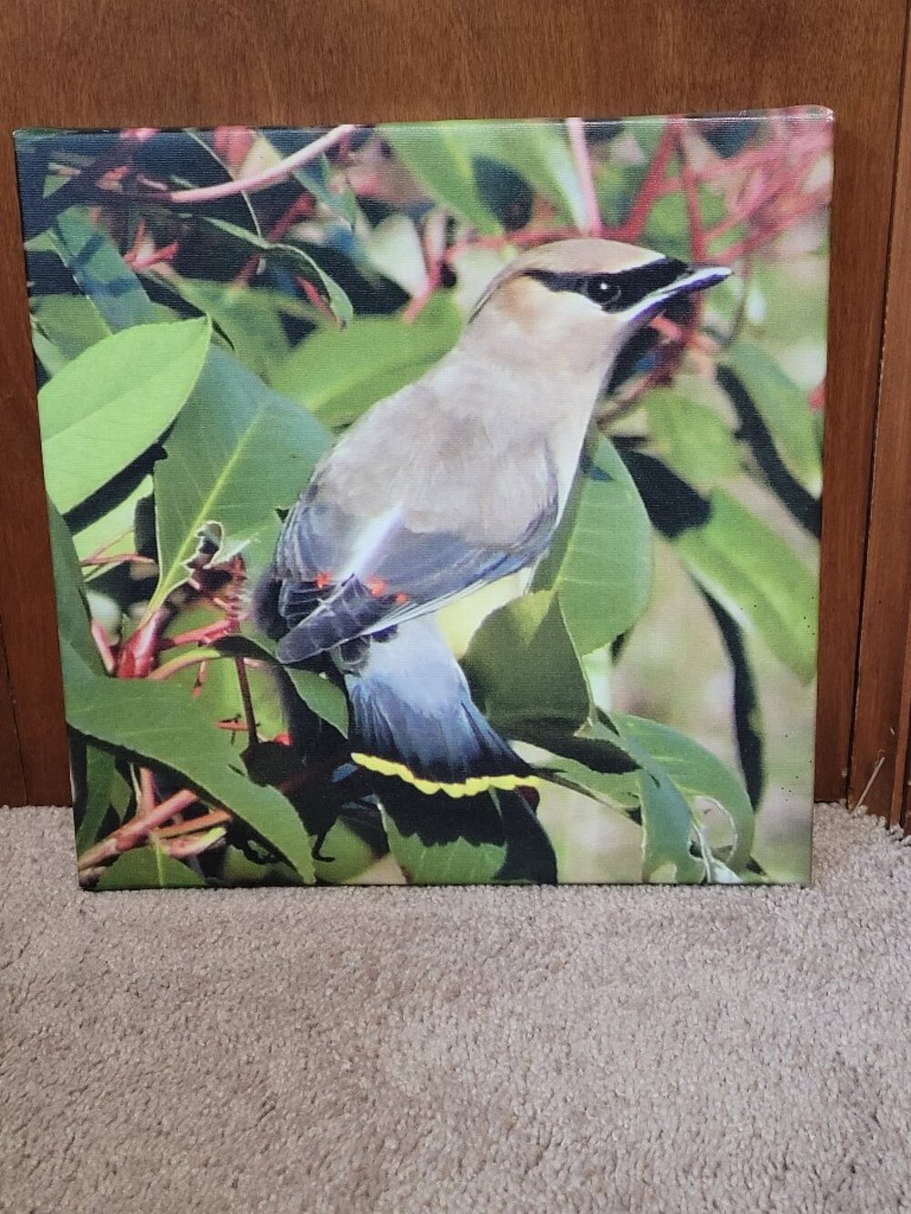 Original photo on canvas Cedar Waxwing 12x12